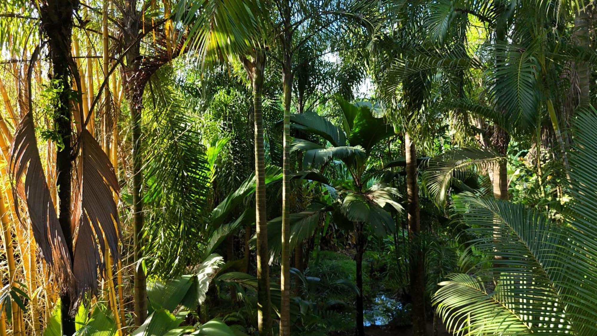 A Peace In Paradise Анс-Руаяль Экстерьер фото